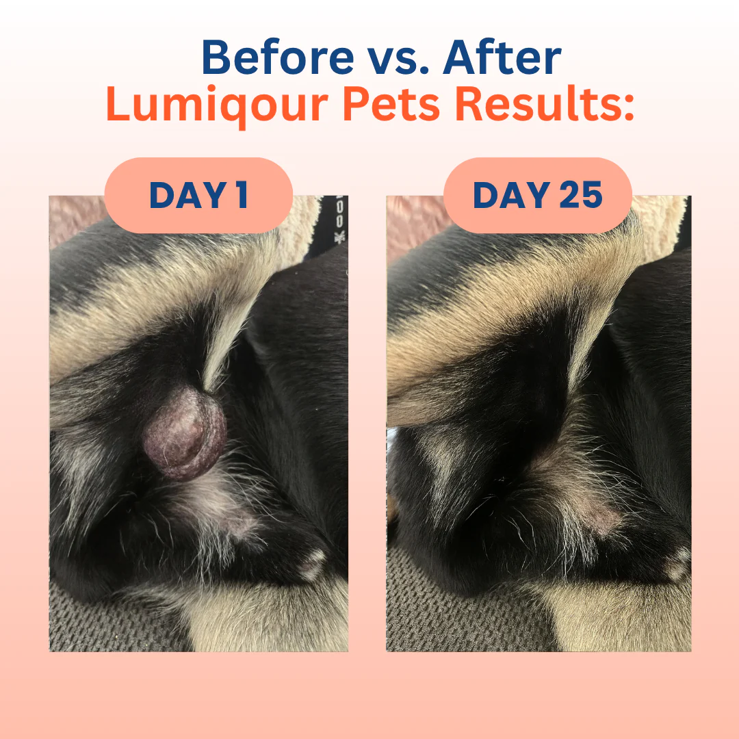 Turkey Tail Probiotic